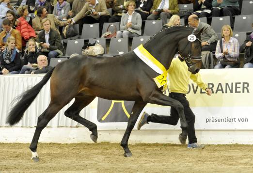 Foto: Hannoveraner Prämienhengst Danzador (v. Diamond Hit – Lauries Crusador xx)