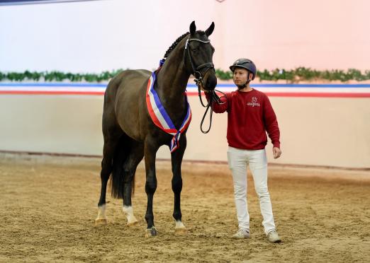 Foto: Dark Zuccero v. Diarado ist der neue Holsteiner Siegerhengst. Hier an der Hand von Besmir Hyarj - Fotograf: Janne Bugtrup Foto: Dark Zuccero v. Diarado ist der neue Holsteiner Siegerhengst. Hier an der Hand von Besmir Hyarj - Fotograf: Janne Bugtrup
