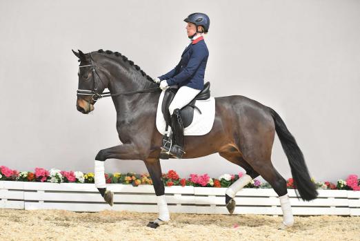 Foto: Dark Dancer, Kat. Nr. 17, v. Danone I - Fürst Romancier - Florencio I. - Fotograf: gr. Feldhaus
