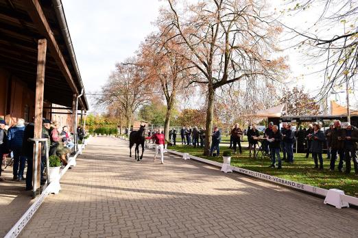 Foto: Im Dezember 2023 findet die Holsteiner Hauptkörung als Pilotprojekt in Elmshorn statt - Fotograf: Janne Bugtrup