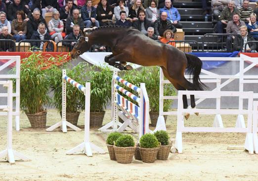 Foto: Diakont von Diamant de Semilly anläßlich seiner Körung in Neumünster - Fotograf: J. Bugtrup