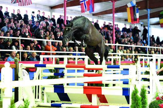 Foto: Diamant de Landor von Diamant de Semilly aus der Lady Heida II von Landor S - Contender - Fotograf: Kiki Beelitz