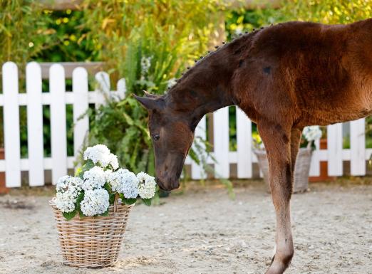 Foto: Die Zauberrose von der Zauberlehrling - Desperados 