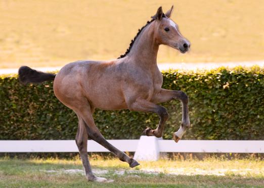 Foto: Diese Tochter des Cascadello I ist eine Vollschwester zum Prämienhengst Caruso Bello, der in Italien im Sport erfolgreich ist - Fotograf: Janne Bugtrup