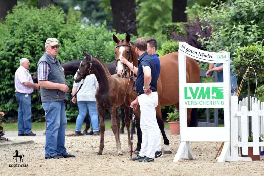 Foto: Züchter Dieter Schmidt (li) macht sich mit Stute und Fohlen bereit für den Auftritt beim Lodbergener Fohlenchampionat - Fotograf: Tana Becker