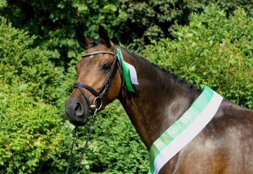 Foto: Staatsprämienstute Dolce Luciana von Lord Luciano. - Fotograf: Trakehner Verband