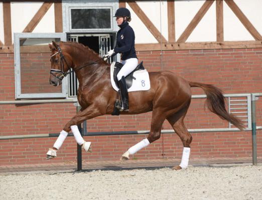 Foto: Don Clemente unter seiner Besitzerin Andrea Müller-Kersten - Fotograf: Julia Wentscher