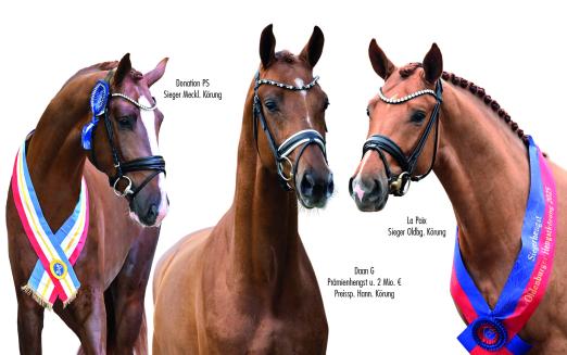 Foto: Das Siegertrio Donation PS, Daan G und La Paix (v.l.) - Fotograf : Kiki Beelitz und Helgstrand Dressage 