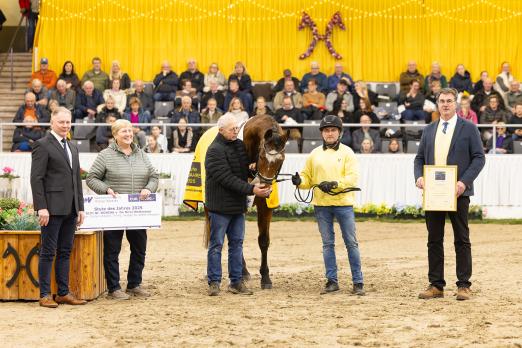 Foto: Hannoveraner Stute des Jahres: St.Pr.St. Dorina - Fotograf: Hannoveraner Verband