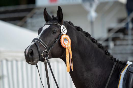 Foto: Tolle Pferde, toller Sport: beim Dressurfestival in Marbach 2022 - Fotograf: Stephan Kube