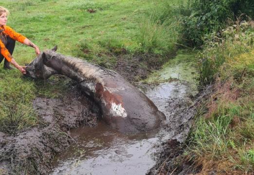 Foto: Das Pferd wäre ohne Hilfe wohl nicht zu retten gewesen - Fotograf: S. Eriksen