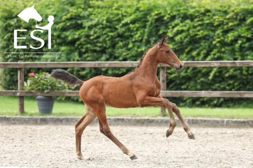 Foto: „Honey Pott GA“ Stutfohlen v. Carthago Z x Balou Du Rouet x Argentinus - Fotograf: www.esi.auction