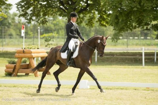 Foto: In der Einzelwertung liegt Felix Etzel (GER) in der 3-Sterne Prüfung mit Bandit in Führung. Mit Team Deutschland führt er auch die FEI Nations Cup Wertung an nach der Dressur - Fotograf: Michael Graf