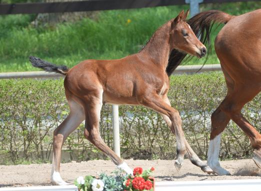 Foto: Sohn des Eldorado van de Zeshoek aus einer Mutter von Cinsey/Landrebell. Das Fohlen stammt aus dem direkten Mutterstamm von DSP Alice - Fotograf: Placzek