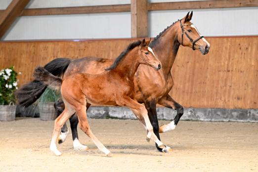 Foto: Erdbeerkönigin: Stutfohlen, Holstein, abstammend von Eldorado vld Zeshoek - Fotograf: Maria Seiler