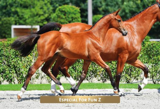 Foto: Die 160.000 Euro-Preissensation Especial For Fun Z v. Eldorado vd Zeshoek a.d. St.Pr.St. Fit for Fun v. For Pleasure - Fotograf: Paardenfotograaf.be