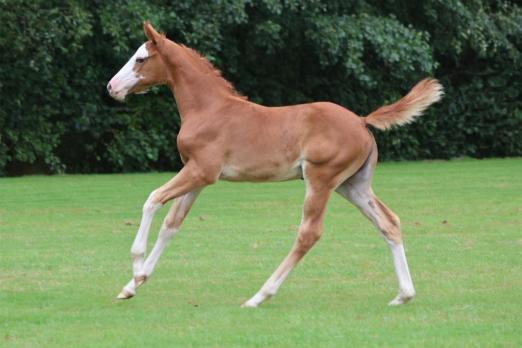 Foto: Kat.-Nr. 7 Eureka optima von Ermitage Kalone X Zirocco X Vagabond - Fotograf: OPTIMUS ONLINE AUCTION