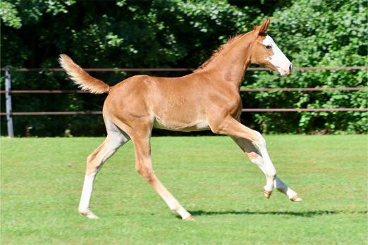 Foto: Kat.-Nr. 7 Eureka Optima von Ermitage Kalone X Zirocco X Vagabond - Fotograf: OPTIMUS ONLINE AUCTION