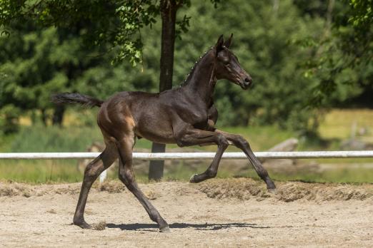 Foto: Exklusive Trakehner Gene für die Vielseitigkeit bereichern die Kollektion mit diesem Sohn des Olympioniken Windfall. Dessen Söhne Tsetserleg TSF und Vandiver brachten in Tokio 2021 Top-Teamleistungen unter olympischem Feuer - Fotograf: Jutta Bauernschmitt