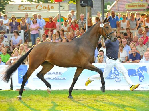 Foto: Brillantringstute Fabrice’s Zick Zack v. Zack bereichert die Elite-Zuchtstutenauktion - Fotograf: Beelitz
