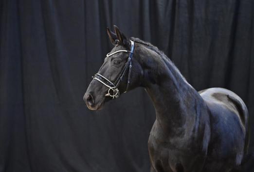 Foto: Fair Lady von Fürst Wilhelm - Ron William - Donnerhall - Fotograf: OLD Art