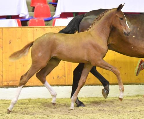 Foto: : Fantasy v. Foundation - Romanov Blue Hors ist Preisspitze der 64. Summer Mixed Sales im Oldenburger Pferde Zentrum Vechta - Fotograf: Gr. Feldhaus