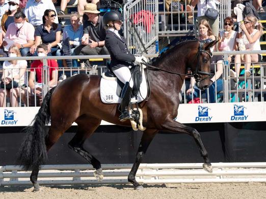 Foto: Bundeschampionesse Feine Bella NRW wurde für 305.000 Euro versteigert - Fotograf: Reckimedia