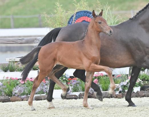 Foto: Preisspitze Feingold v. Fynch Hatton - Fürst Romancier - Carry Gold - Fotograf: Gr. Feldhaus