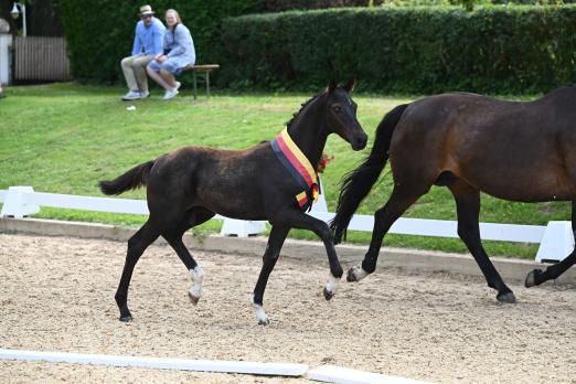 Foto: Fohlen von Feliciano/San Amour - Fotograf: Hubert Fischer 