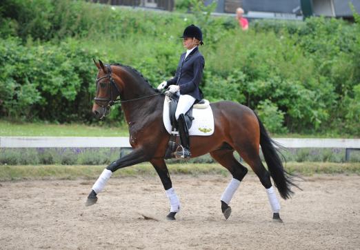 Foto: Der fünfjährige Hannoveraner Prämienhengst First Flush unter Hohenschmark-Bereiterin Mareike Peckholz - Fotograf: Thomas Lehmann