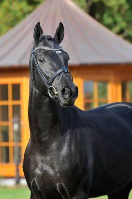 Foto: Flake - Fotograf: Tanja Becker