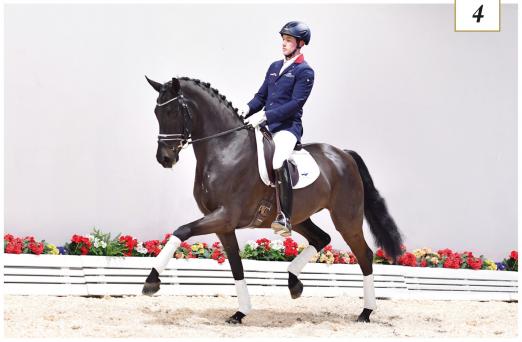 Foto: Flor Dressage Royal von Finest -Dressage Royal-Sandro Hit