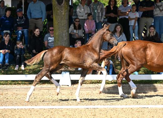 Foto: Floricello/Boston - Fotograf: Hubert Fischer