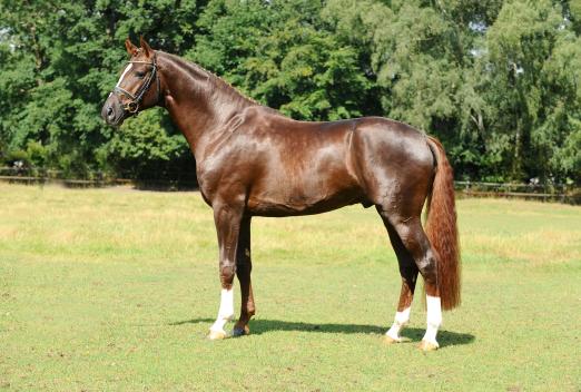 Foto: Hauptvererber der deutschen Reitpferdezucht: Füchtels Floriscount OLD - Fotograf: Kiki Beelitz Foto: Hauptvererber der deutschen Reitpferdezucht: Füchtels Floriscount OLD - Fotograf: Kiki Beelitz