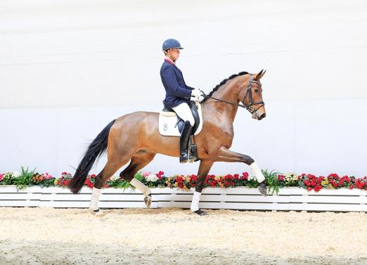 Foto: Flying Dancer OLD v. Fürst Romancier ist Preisspitze bei der 84. Frühjahrs Elite-Auktion im Oldenburger Pferde Zentrum Vechta - Fotograf: Ernst