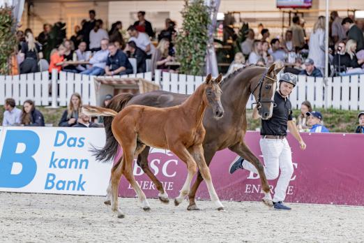 Foto: Stutfohlen United Whizz Kid Z von United Touch MV Chacco Blue wurde Preisspitze der dritten Glantz & Gloria Auktion - Fotograf: Pauline Ullmann-Davis