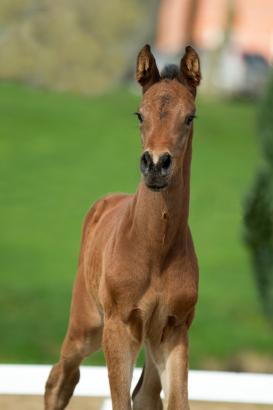 Foto: Fohlen von Hermes de Lux-Catoki aus der Zucht von Peter Böge, Schönhort - Fotograf: Volker Hagemeister