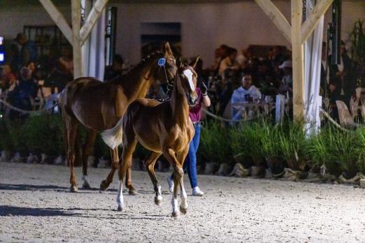 Foto: Die Preisspitze der Fohlen: Pina Tobaga v. Emerald van't Ruytershof-Mr. Blue - Fotograf: Jendrik Rehpennig