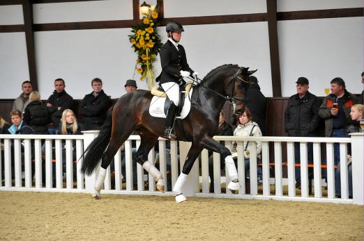 Foto: Der Oldenburger Siegerhengst For Romance unter Kira Wulferding - Fotograf: Tanja Becker