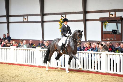 Foto: der Doppel-Siegerhengst For Romance unter Kira Wulferding - Fotograf: Tanja Becker