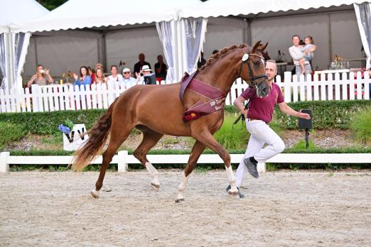 Foto: Siegerstute Dressur DSP Stutenchampionat - Fotograf: Björn Schroeder 