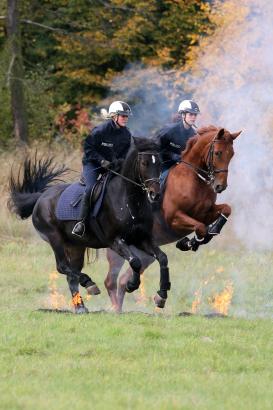 Foto: Teammitglieder der Polizeireiterstaffel Braunschweig in Aktion - Fotograf: Dirk Alper