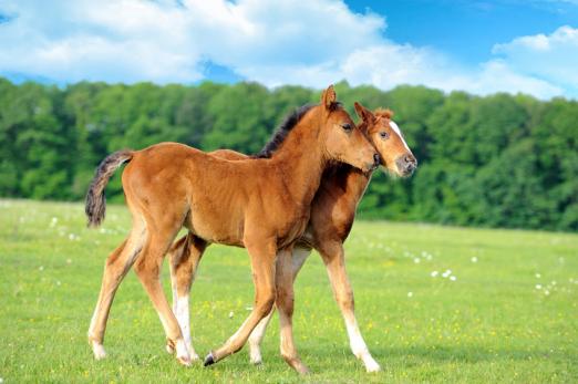 Fotograf: Colt © byrdyak - Fotolia