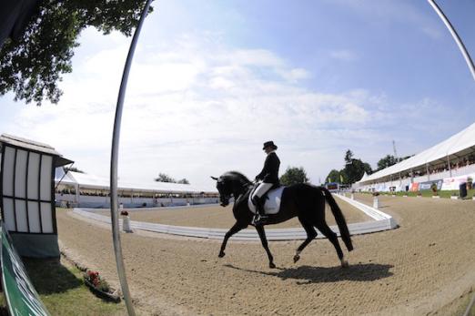 Foto: So wie die fünf- und sechs Jahre alten Dressurpferde, treten in diesem Jahr auch fünf- und sechs Jahre alte Dressurponys erstmals in Verden zum International Dressage Cup an - Fotograf: Karl-Heinz Frieler