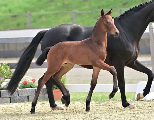 Foto: Preisspitze Fynn the Great v. Fynch Hatton - Fotograf: OLD Art