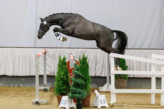 Foto: Gekört bei der Trakehner Frühjahrskörung 2022: der Schimmelhengst Feiner Traum v. Lebenstraum - Fotograf: Jutta Bauernschmitt