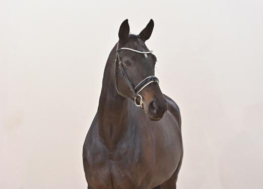 Foto: Kat. Nr. 17 Glamourdance v. Glamourdale - Fidertanz - Fotograf: OLD Art