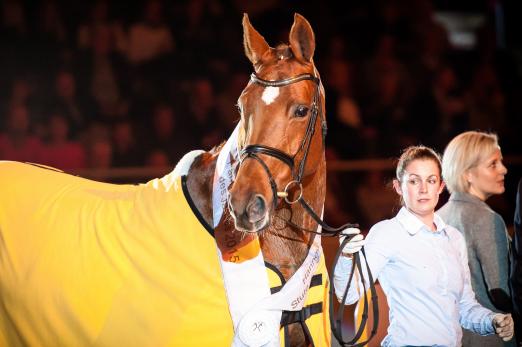 Foto: Hannoveraner Stute des Jahres 2015 ist die Goldfever/Gragenit-Tochter St.Pr.St. Goldmarie - Fotograf: Hannoveraner Verband, Tilgner