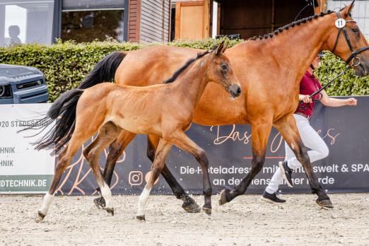 Foto: Preisspitze der Holsteiner Fohlenauktion beim Springflutfestival in Hörup: C'est Chic Hero P v. Cento kostete 20.000 Euro - Fotograf: Christina von Einem)