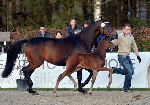 Foto: Hengstfohlen v. Danzador - Fotograf: Foto Rüchel